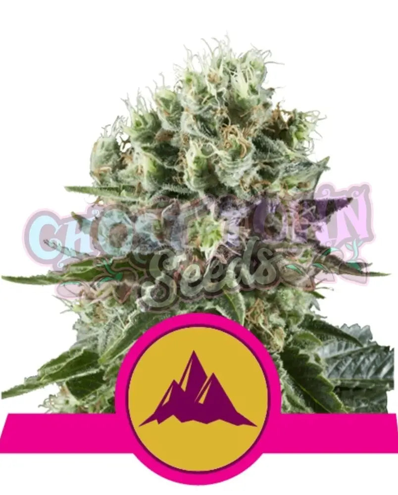 Critical Kush - Ghost Town Seeds