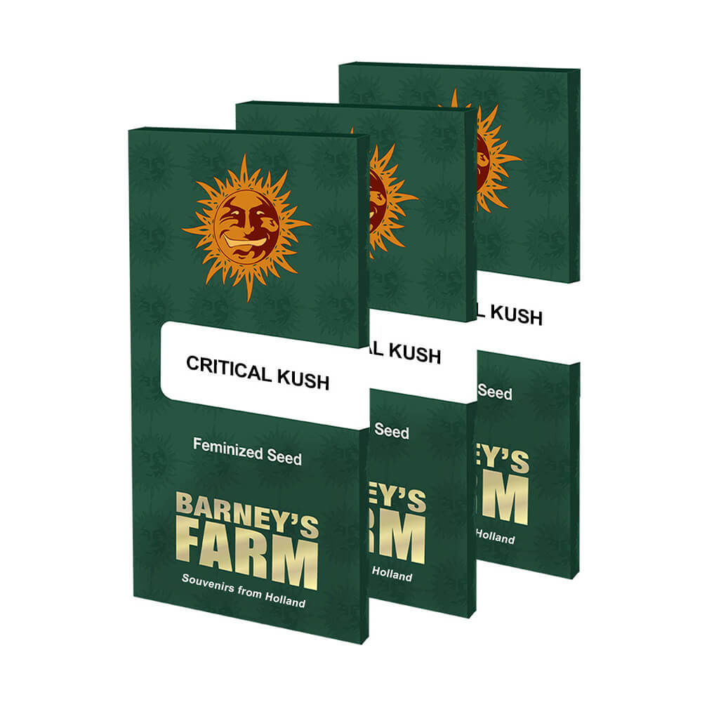 Critical Kush Kannabiksen Siemenet - Barneys Farm