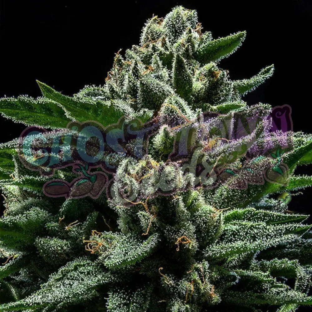 DO-G 5 Fotoperiodi