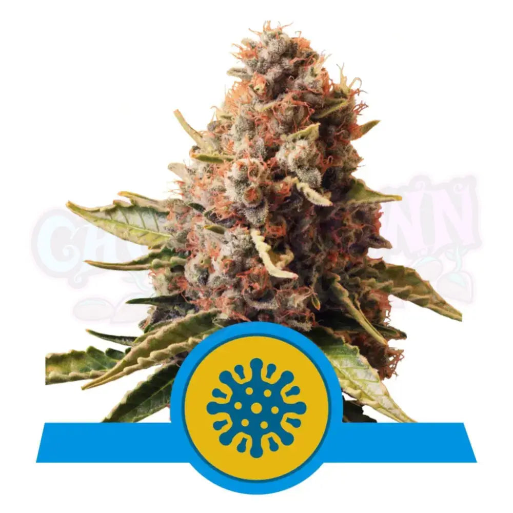 Euphoria Fotoperiodi