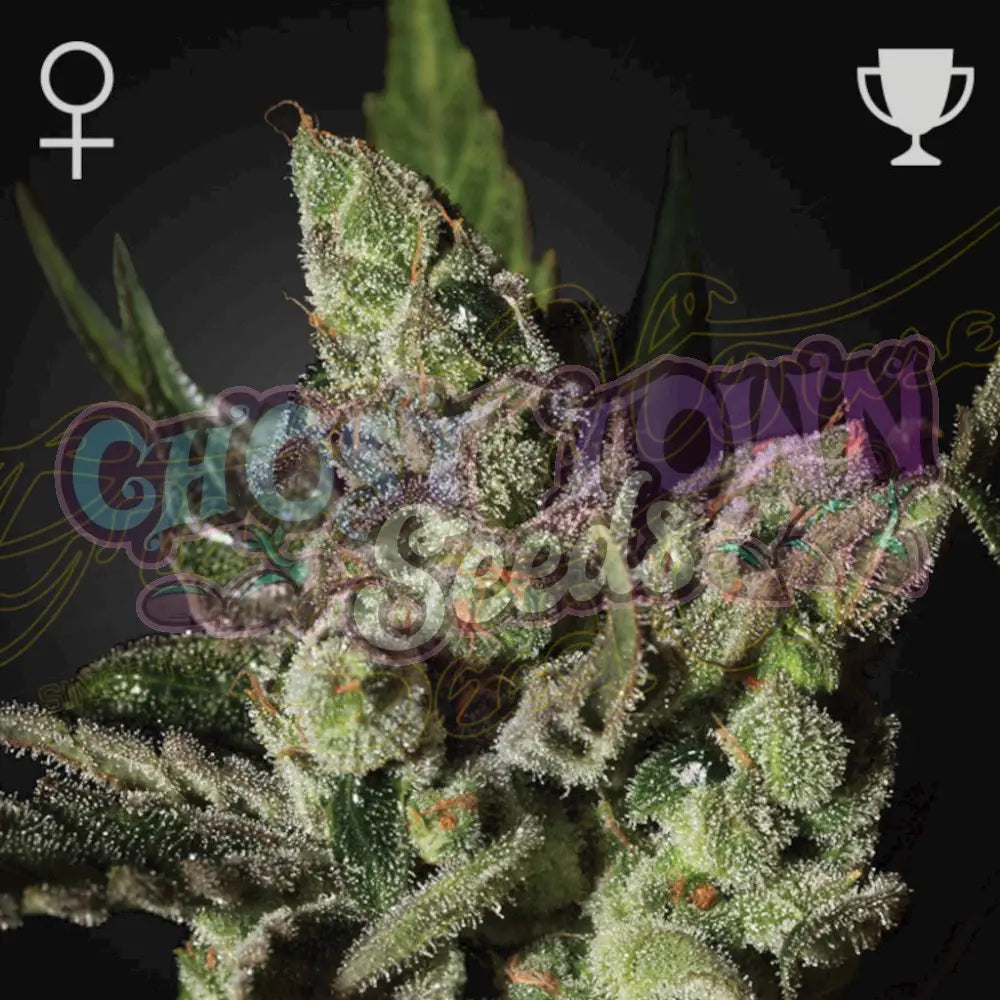 Exodus Cheese Fotoperiodi