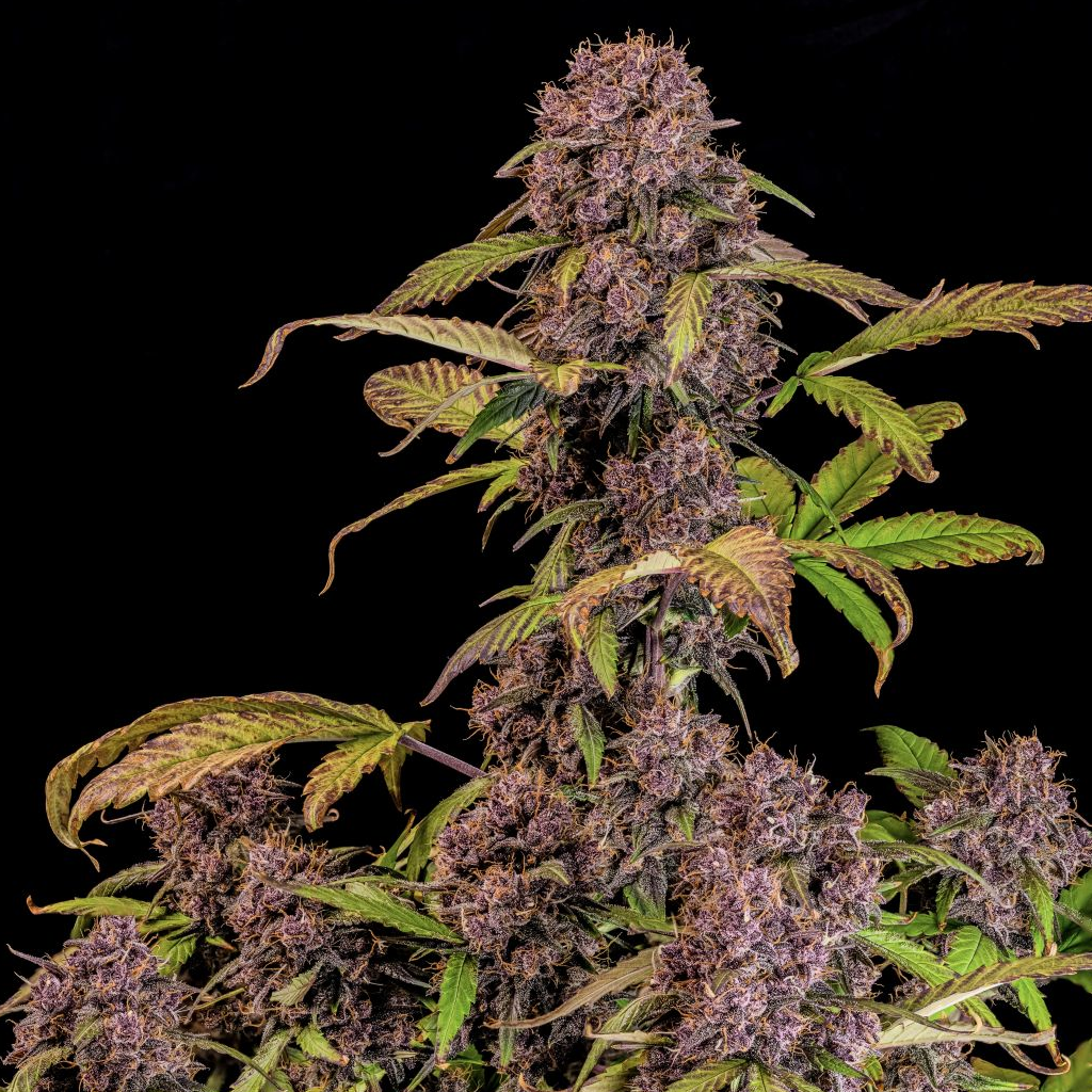 Lemon Cherry Cookies Auto Autoflower