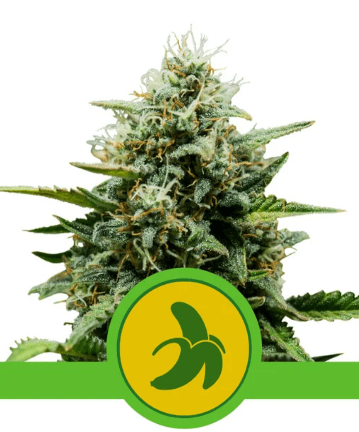 Fat Banana Auto - Ghost Town Seeds