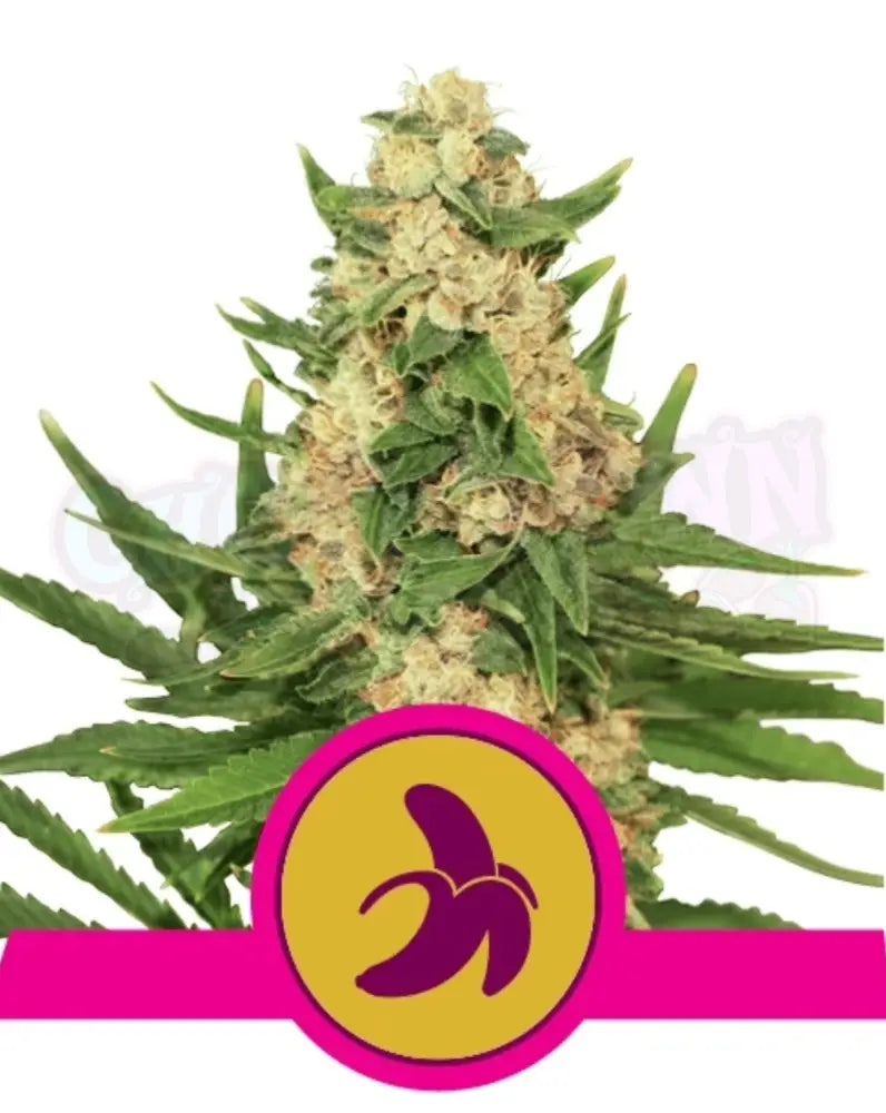 Fat Banana - Ghost Town Seeds