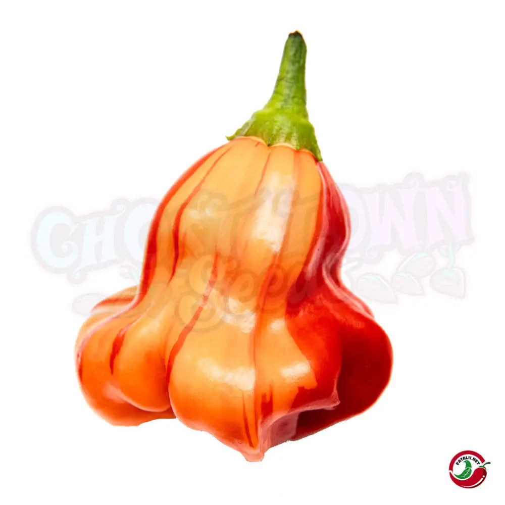 Fatalii - Zebrange chilit