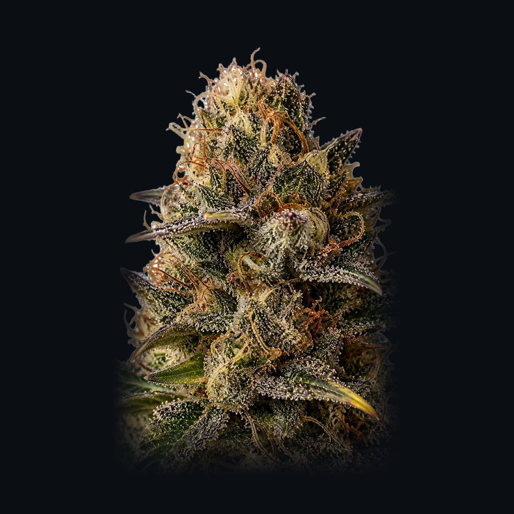 Frost Banger -lajikkeen kuva, Strain Station