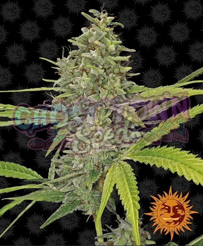 G13 Haze - Ghost Town Seeds