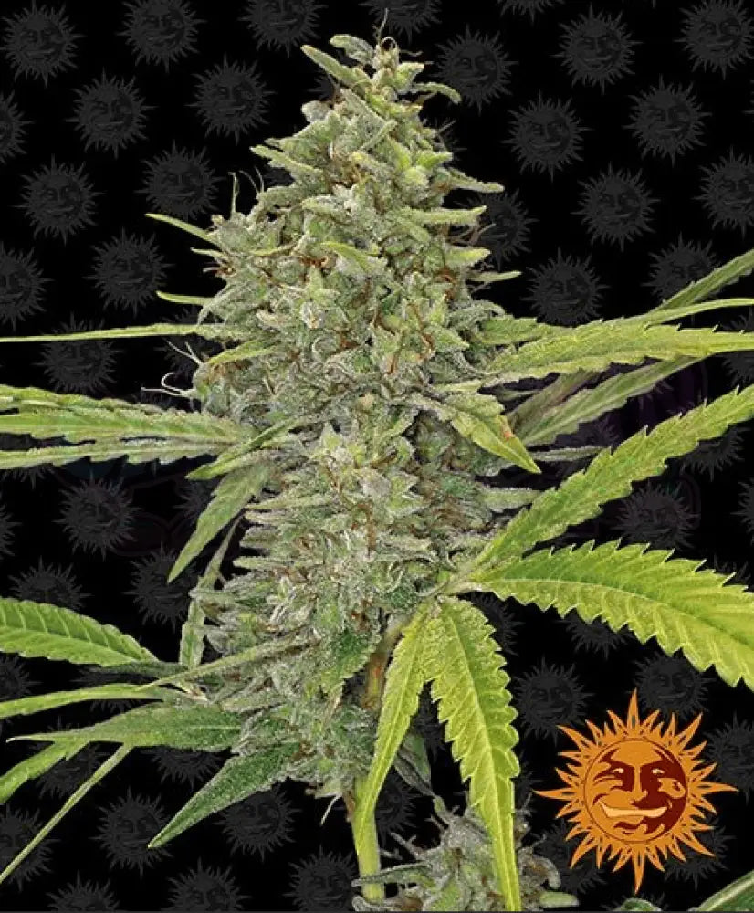 G13 Haze - Ghost Town Seeds
