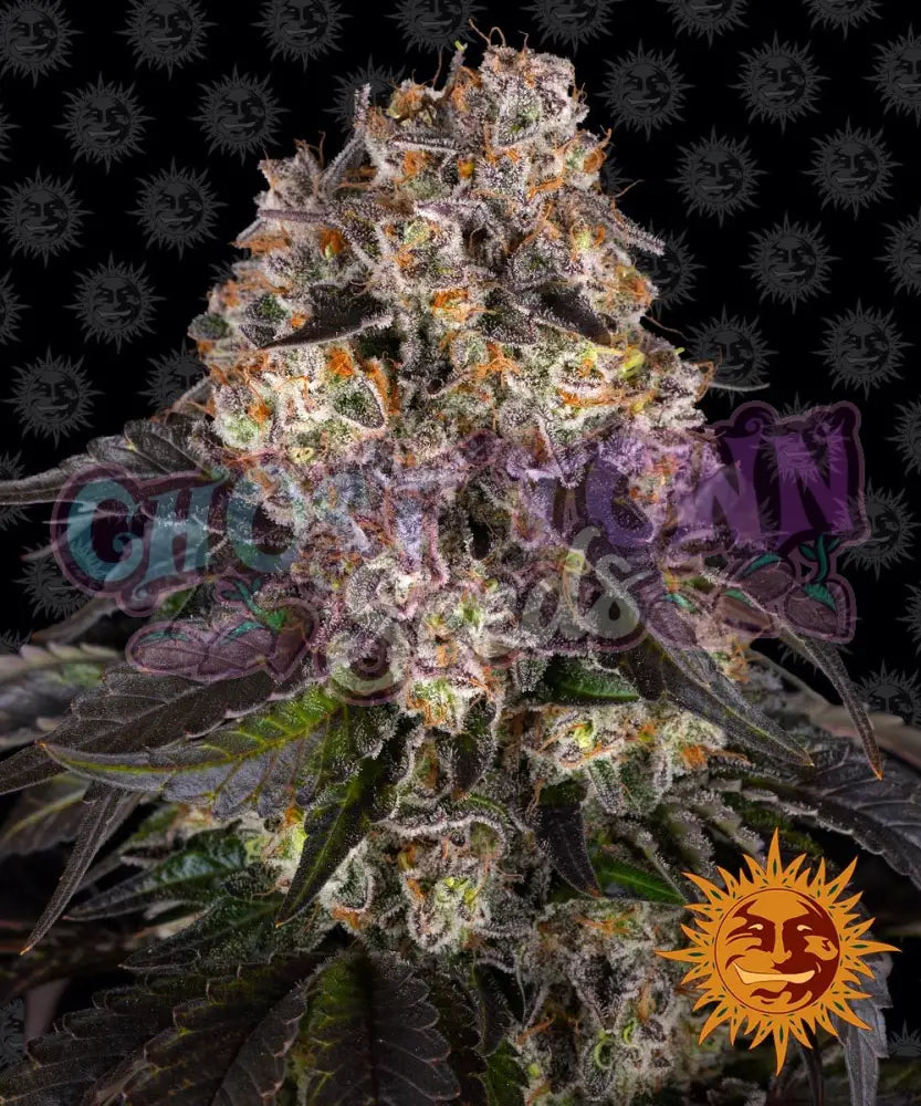 Girl Scout Cookies - Ghost Town Seeds