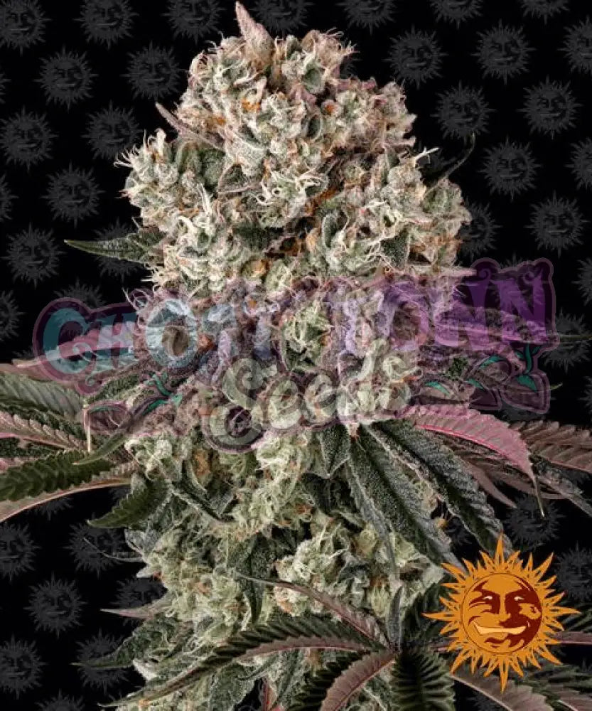 Glookies - Ghost Town Seeds