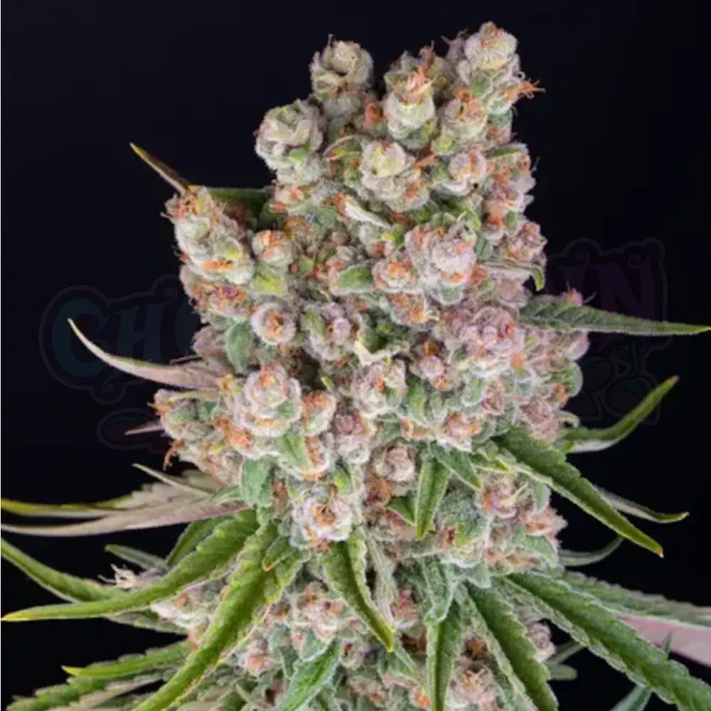 GMO Auto Autoflower