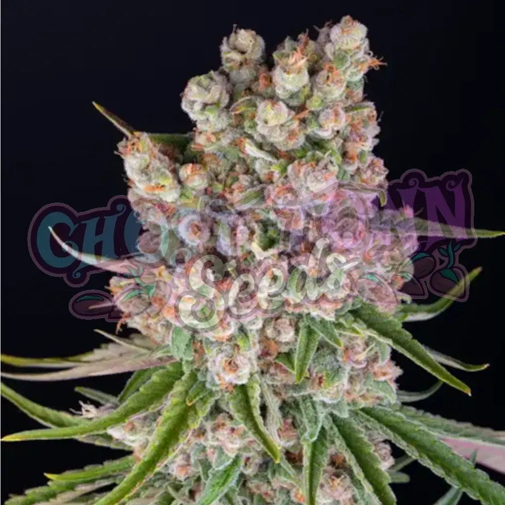 GMO Auto Autoflower