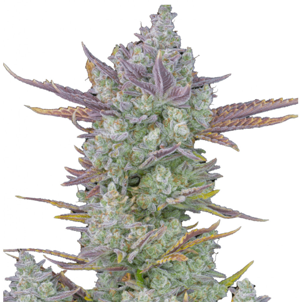 Gorilla Cookies Auto