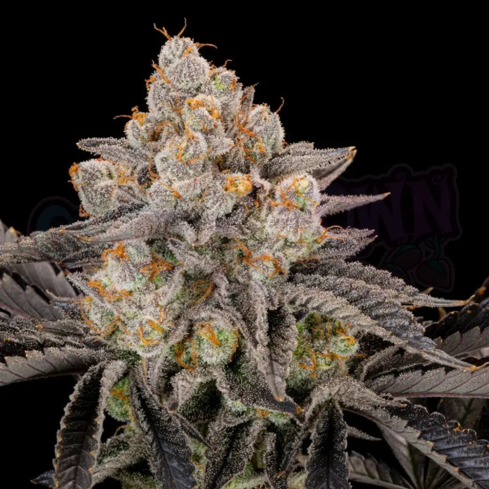 Gorilla Cookies Fast Flowering 10 Fotoperiodi
