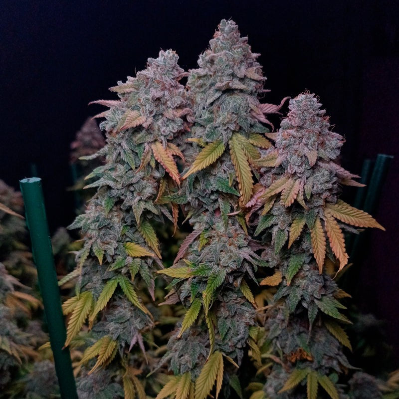 Gorilla Frost Fotoperiodi