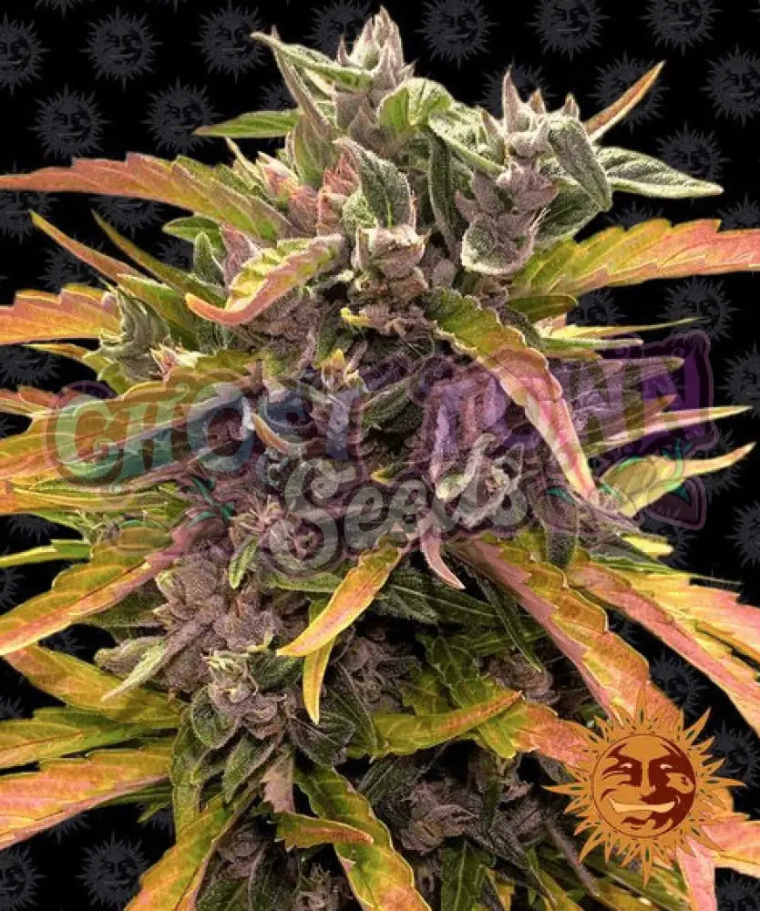 Gorilla Glue Auto - Ghost Town Seeds