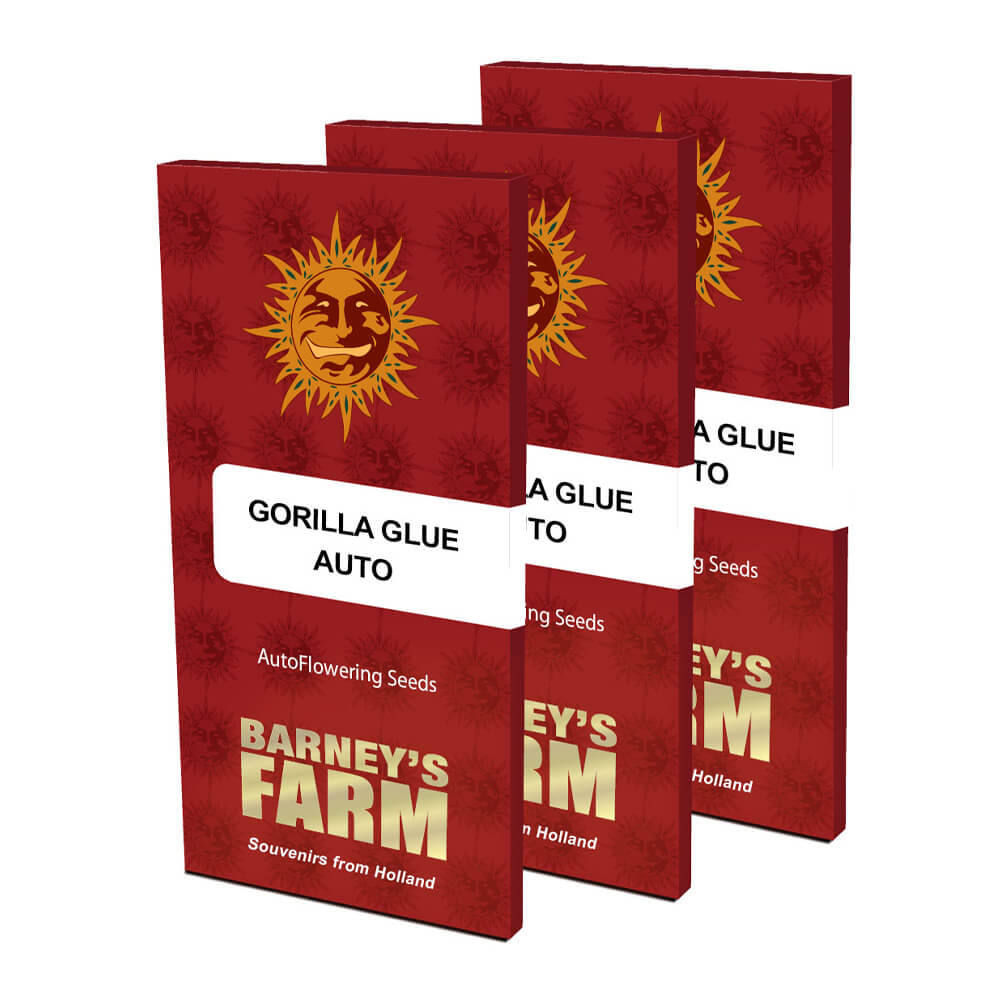 Gorilla Glue Auto Kannabiksen Siemenet - Barneys Farm