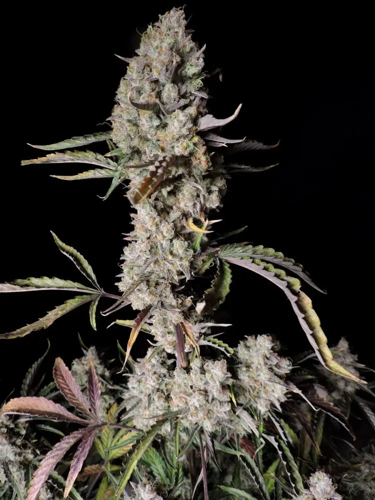 Gorilla Zkittlez Auto Autoflower