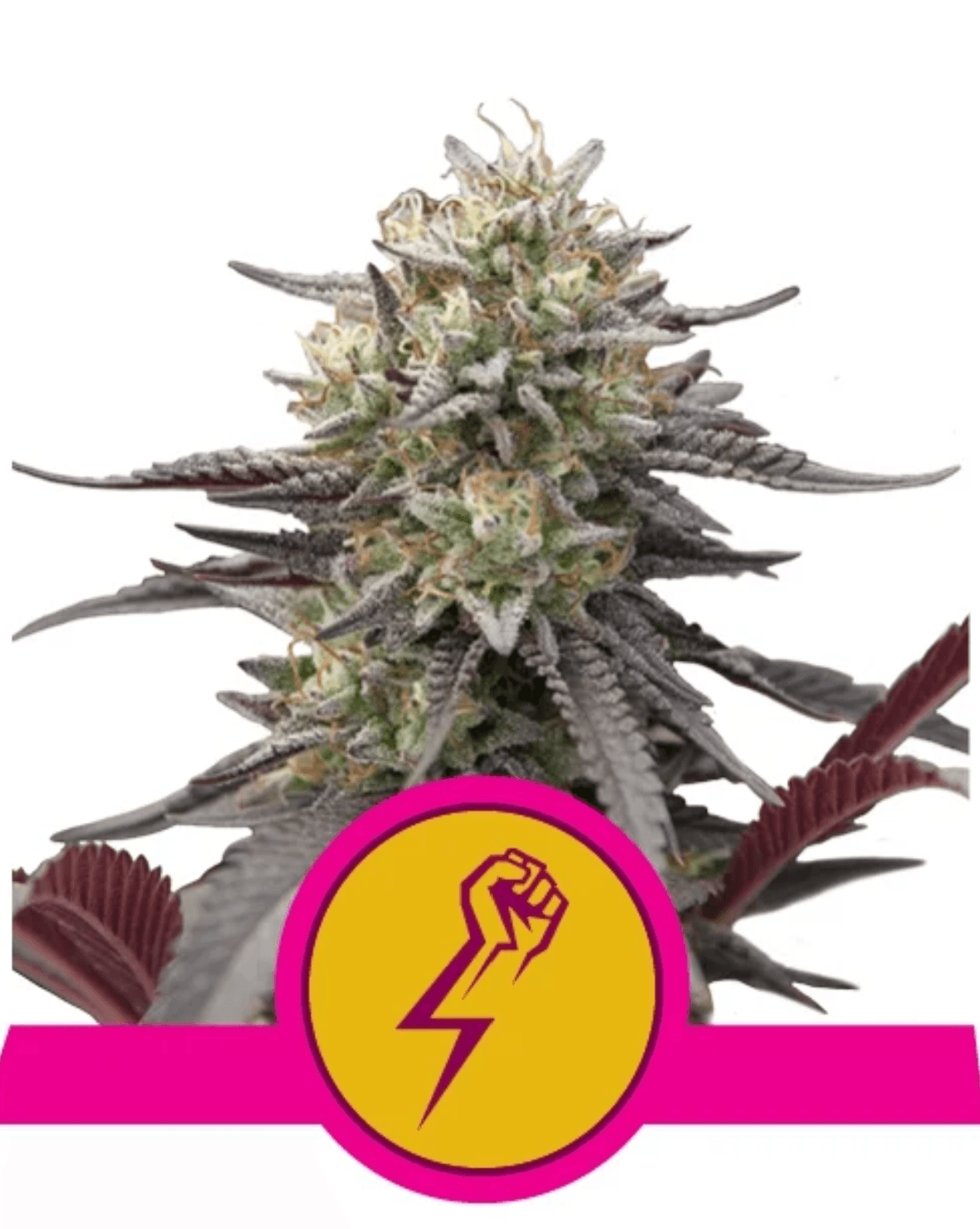 Green Crack Punch - Ghost Town Seeds