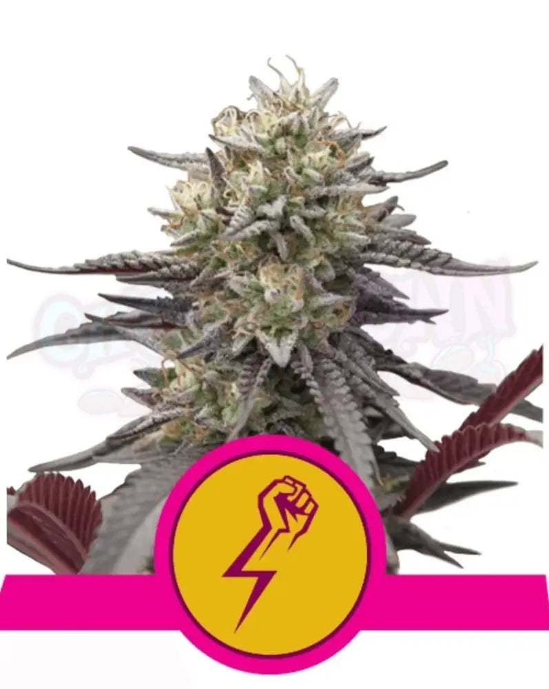 Green Crack Punch - Ghost Town Seeds