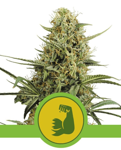 HulkBerry Auto - Ghost Town Seeds