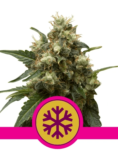 Ice - Ghost Town Seeds