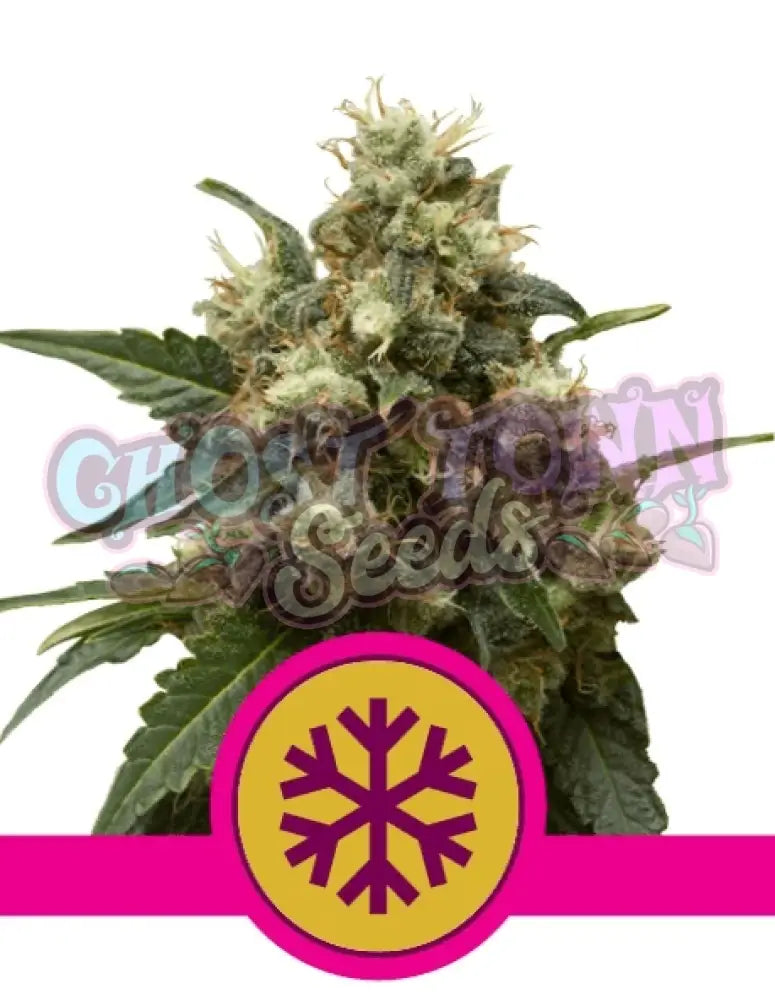 Ice - Ghost Town Seeds
