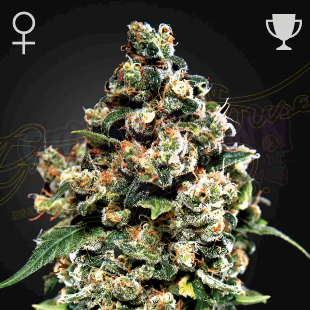 Jack Herer Fotoperiodi