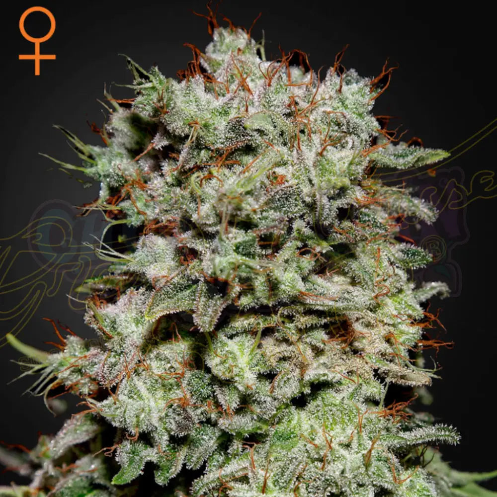 Kalashnikova Fotoperiodi