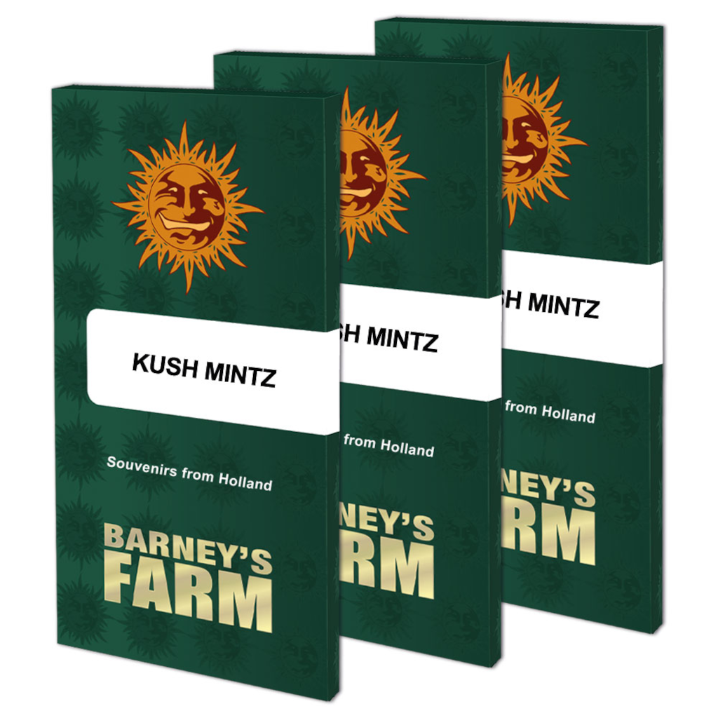 Kush Mintz Fotoperiodi