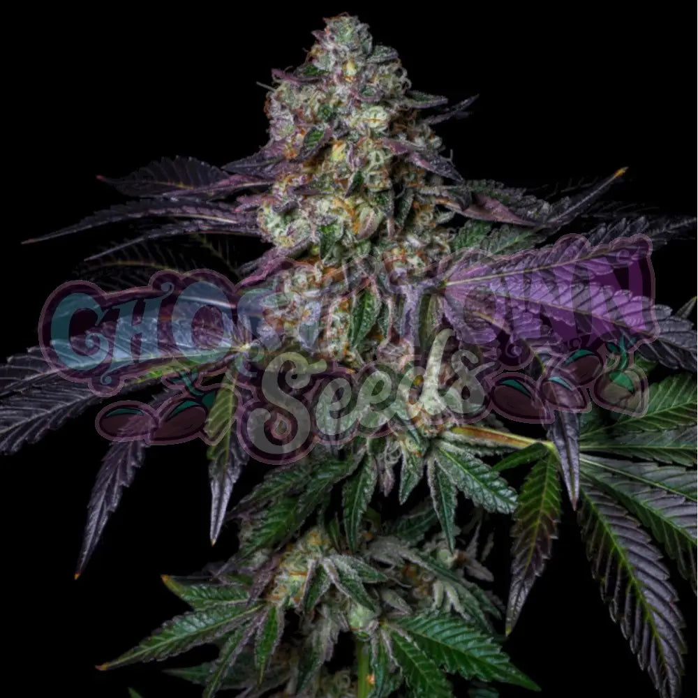 Kushmallow 3 Fotoperiodi