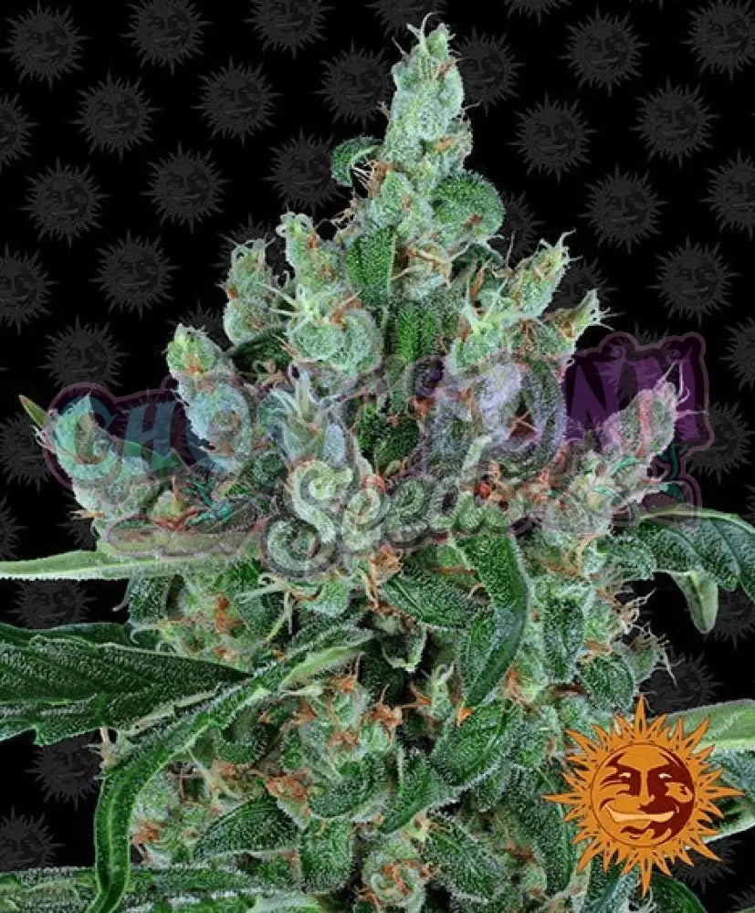 Laughing Buddha - Ghost Town Seeds