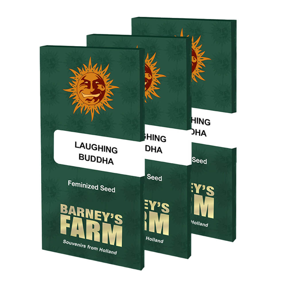 Laughing Buddha Kannabiksen Siemenet - Barneys Farm