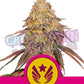 Legendary OG Punch - Ghost Town Seeds