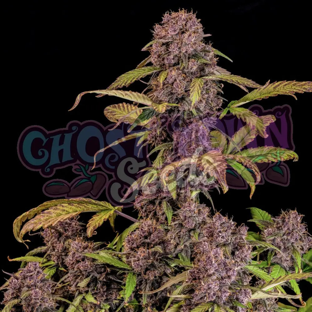 Lemon Cherry Cookies Auto Autoflower