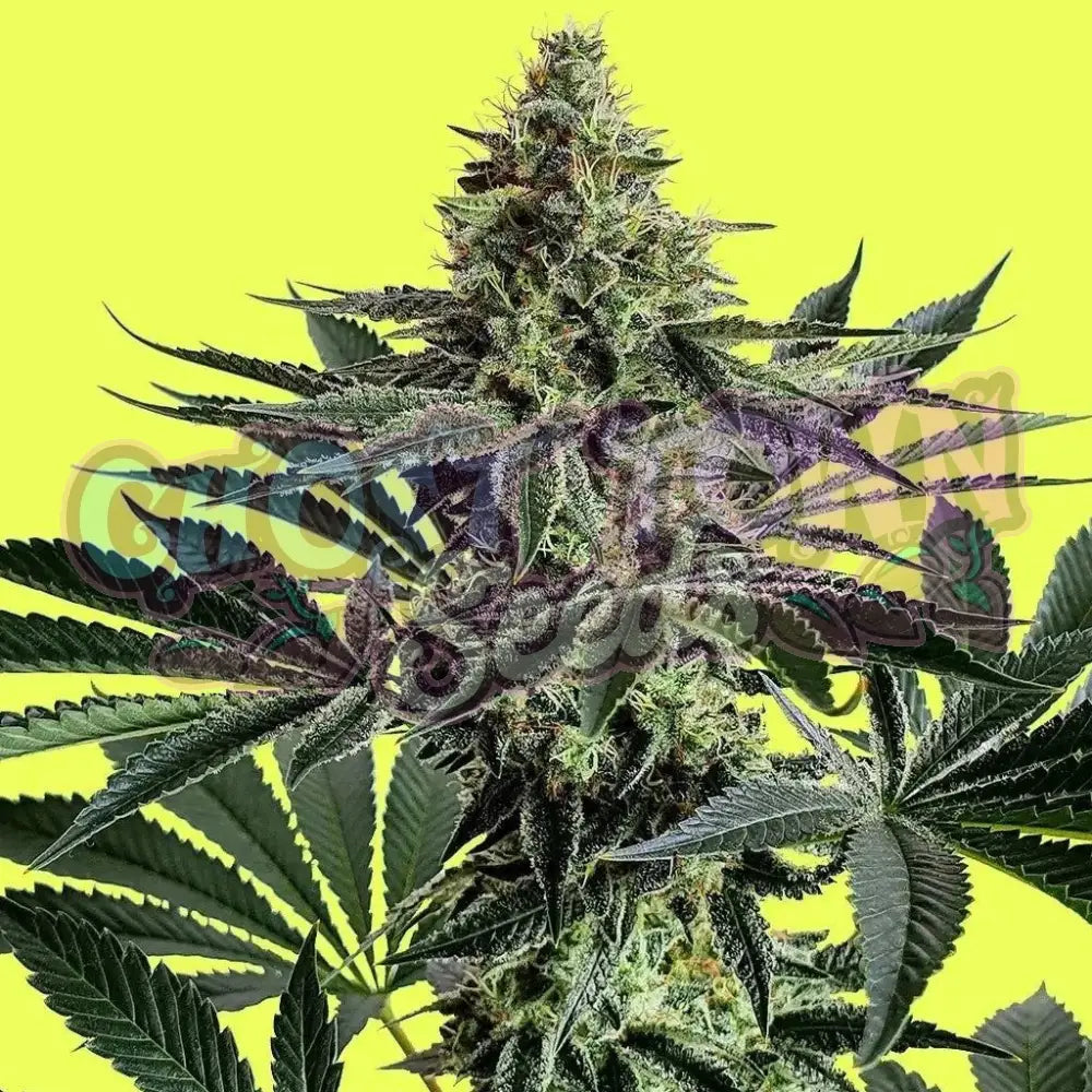 Lemon Storm 3 Fotoperiodi