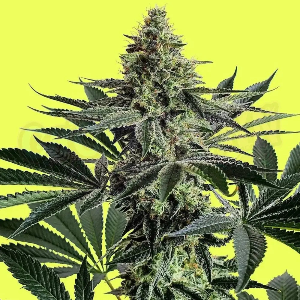 Lemon Storm 3 Fotoperiodi