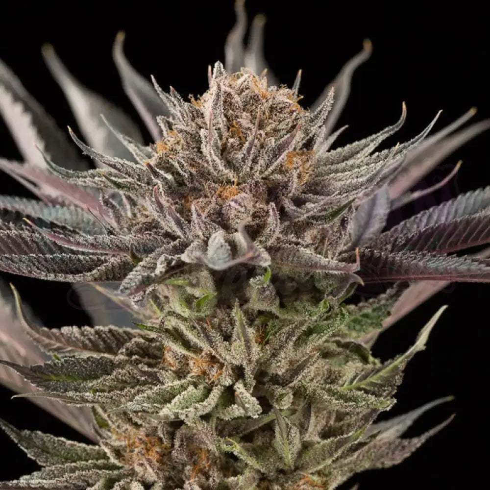 Lemon Tree 2.0 Fotoperiodi