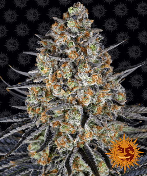 LSD - Ghost Town Seeds
