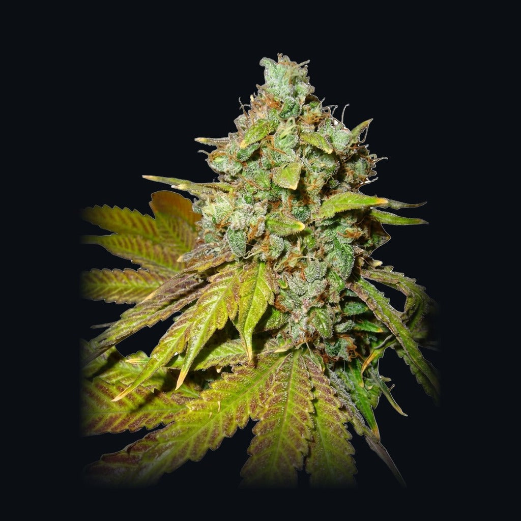 Mango 2.0 Auto -lajikkeen kuva, Strain Station
