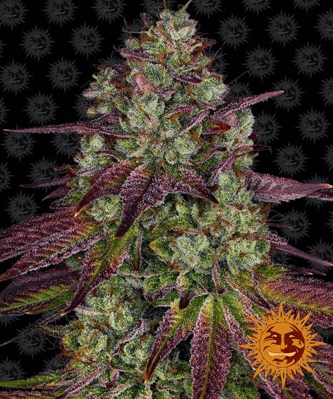 Mimosa EVO - Ghost Town Seeds