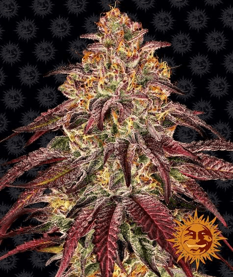 Mimosa x Orange Punch Auto - Ghost Town Seeds