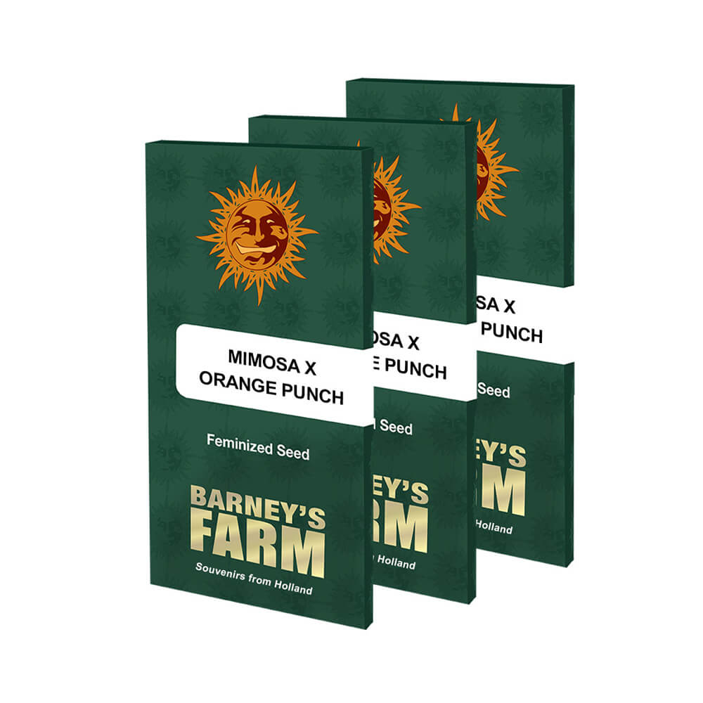 Mimosa x Orange Punch Kannabiksen Siemenet - Barneys Farm