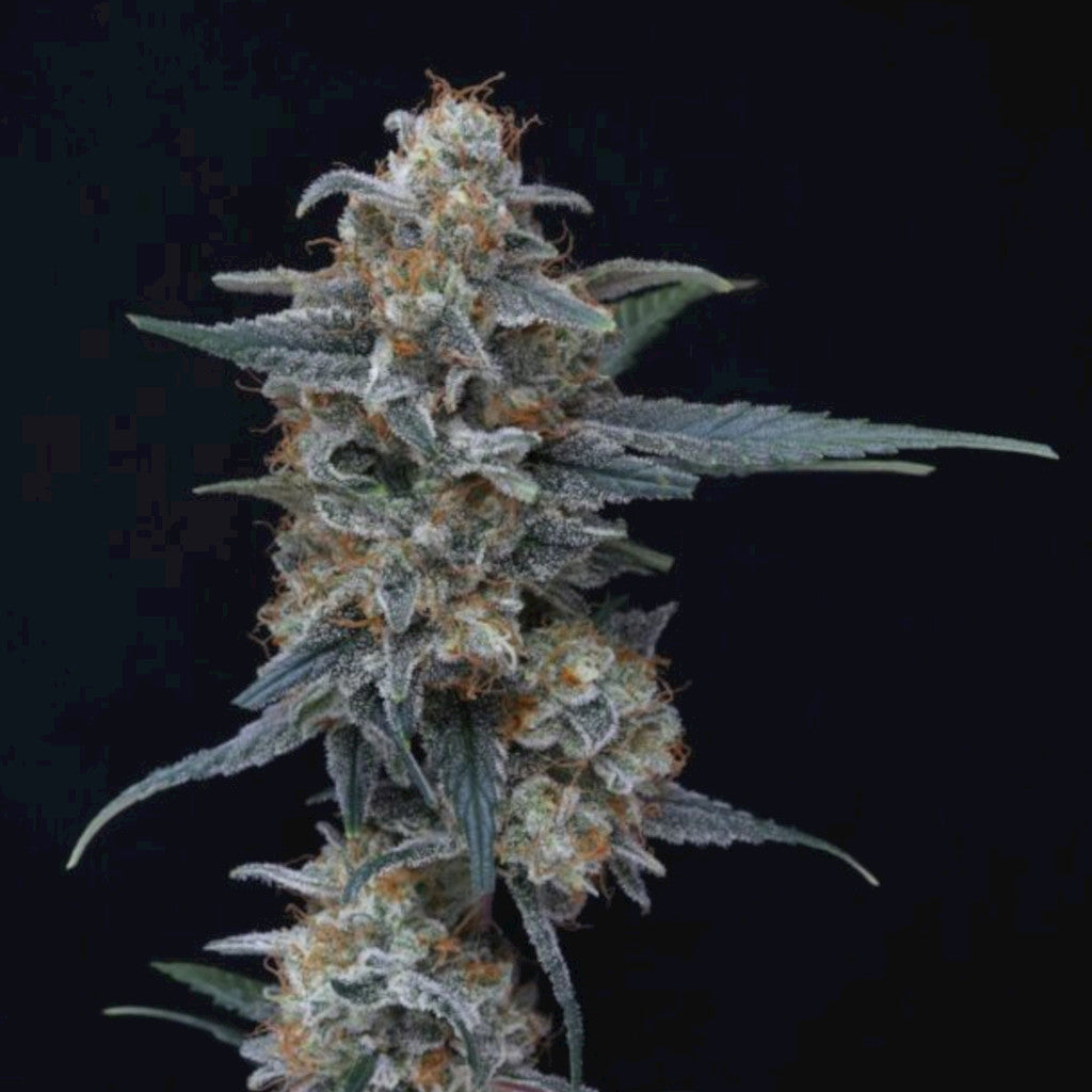 Minty Grape Kush