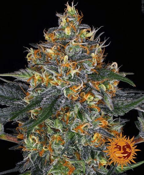 Moby Dick Auto - Ghost Town Seeds