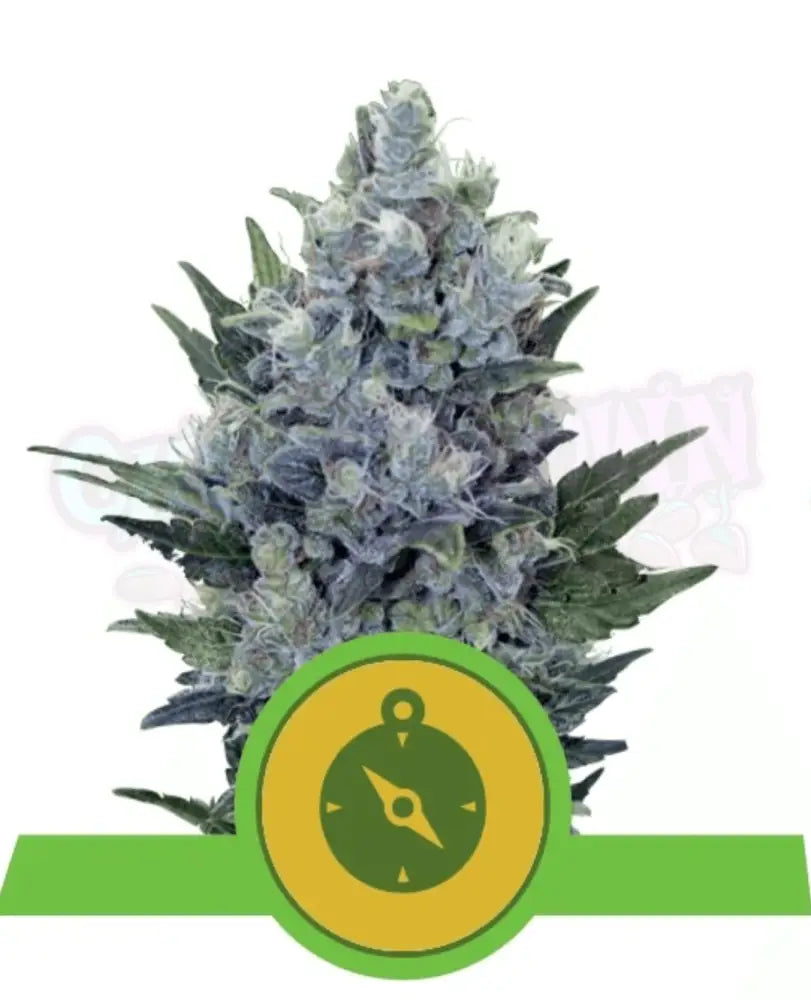 Northern Light Auto - Ghost Town Seeds