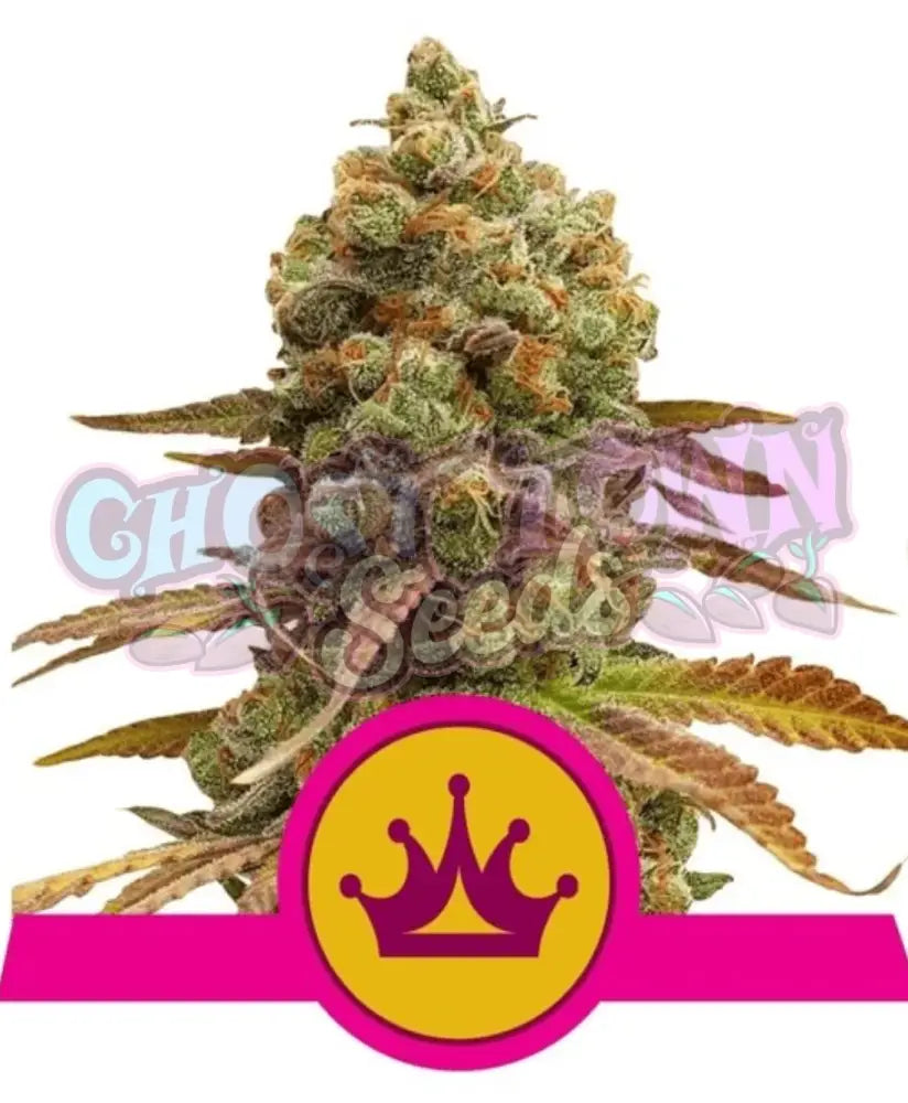 Northern Light - Ghost Town Seeds