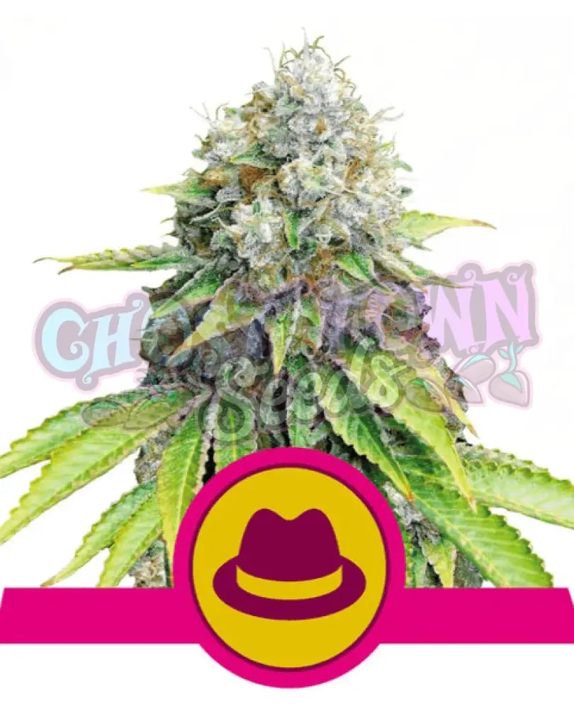 OG Kush - Ghost Town Seeds