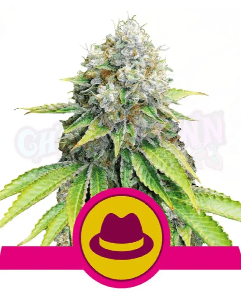 OG Kush - Ghost Town Seeds