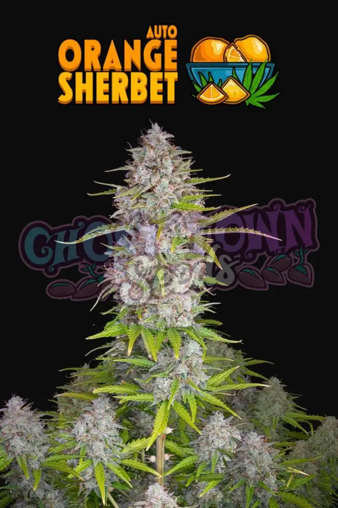 Orange Sherbet Auto Autoflower